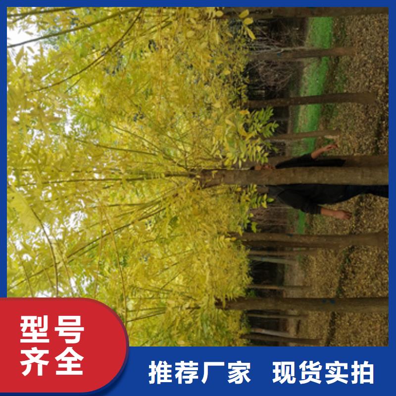 法桐垂丝海棠选择我们选择放心