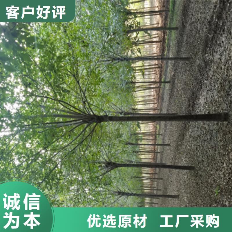 法桐,金叶槐厂家自营