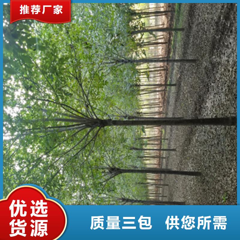 法桐垂丝海棠选择我们选择放心