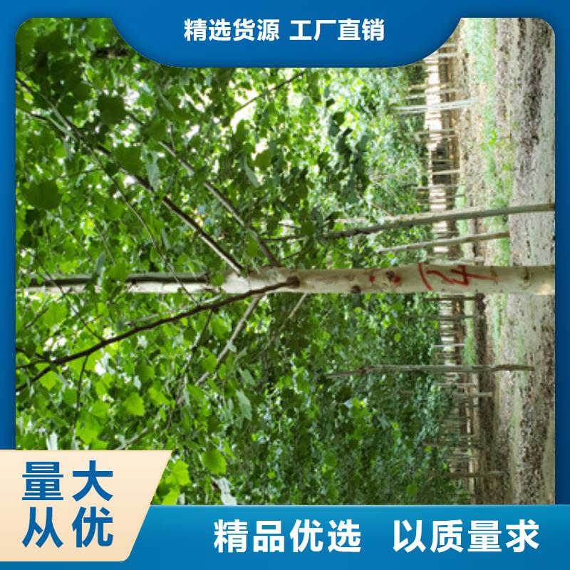 法桐美国红枫今日价格