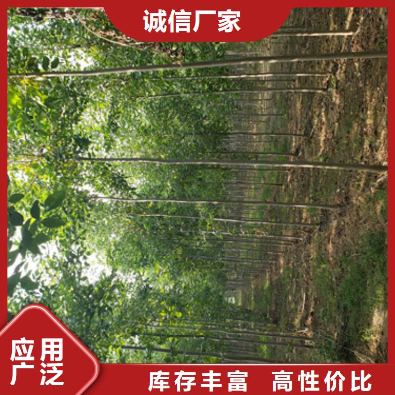 法桐【西府海棠】当地货源
