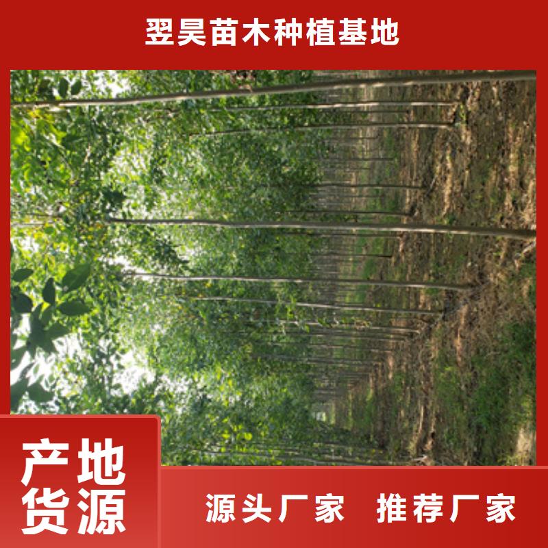 法桐价格低