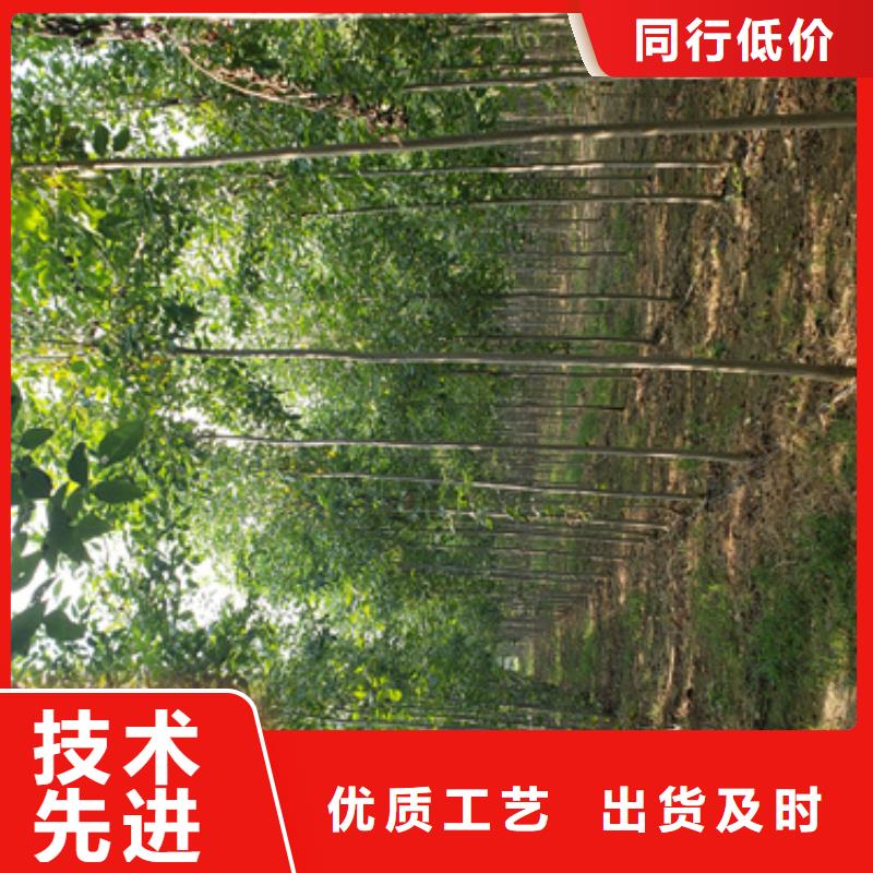 【法桐】截杆发帽源头直供