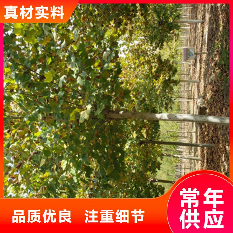 法桐,黄金槐品质保障价格合理