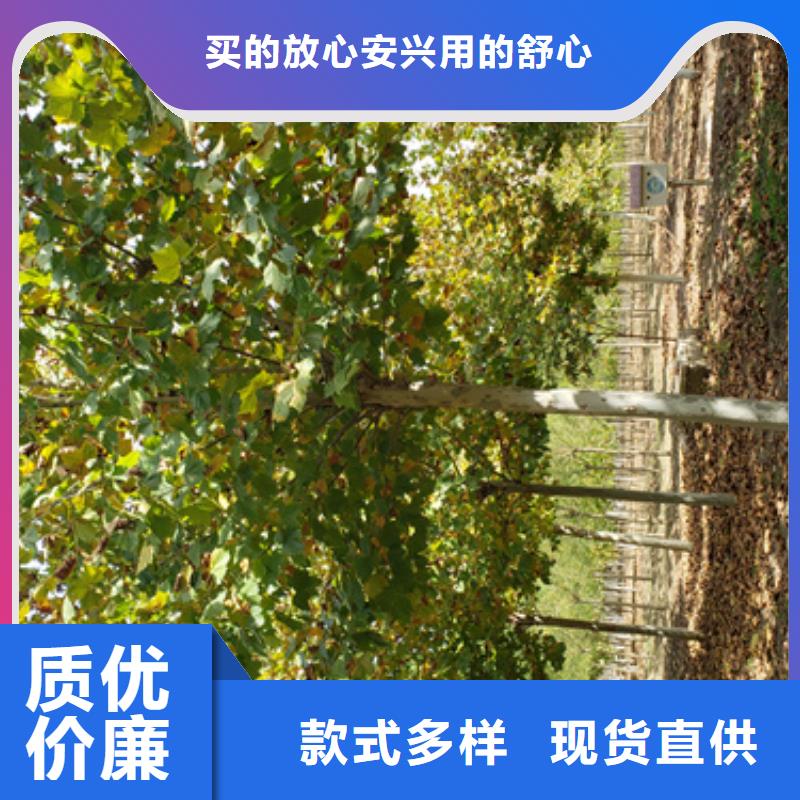 法桐国槐厂家新品