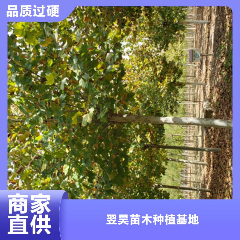 法桐白蜡量大从优