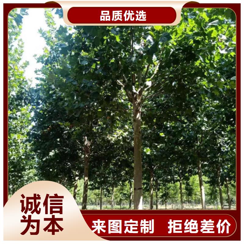法桐,五角枫品质服务