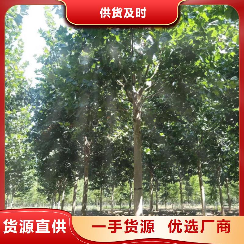 【法桐】-黄金槐厂家直销大量现货