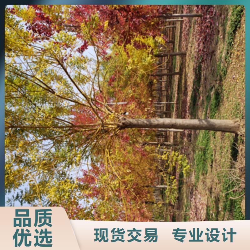 法桐美国红枫有口皆碑