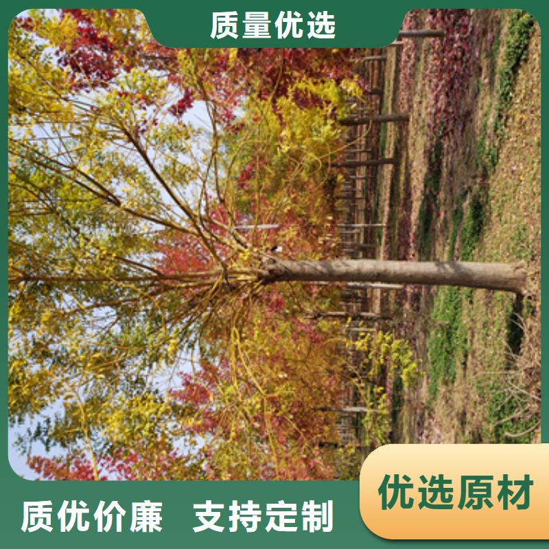 法桐五角枫源头工厂量大优惠