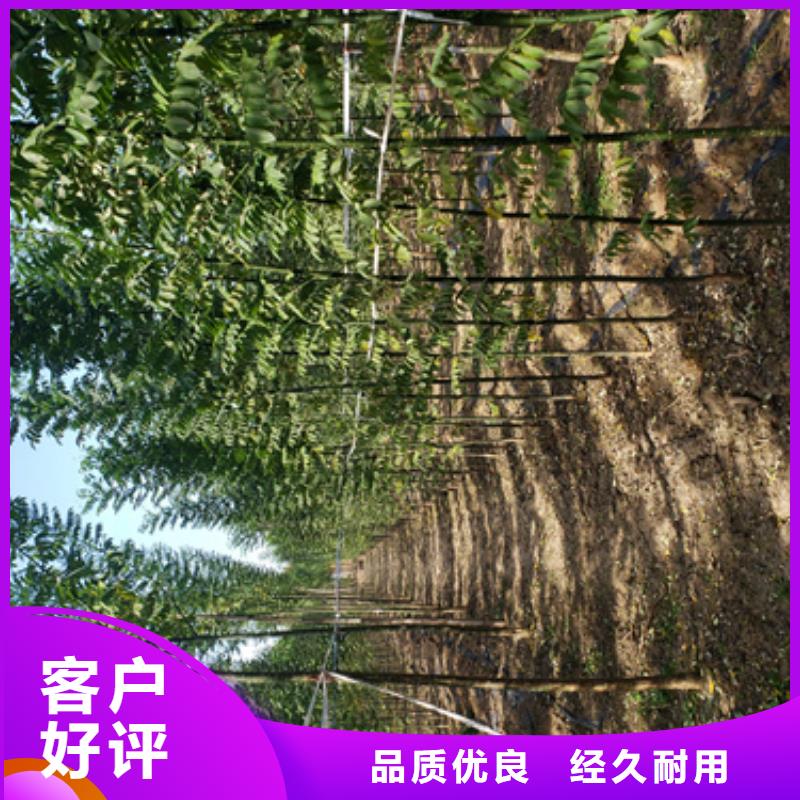 法桐白蜡专注细节专注品质