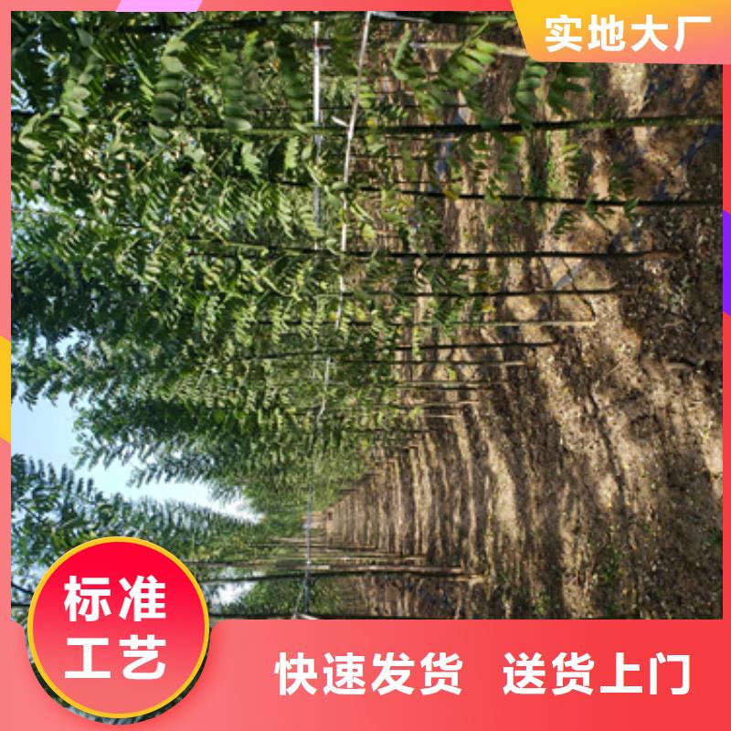 法桐樱花一站式采购方便省心