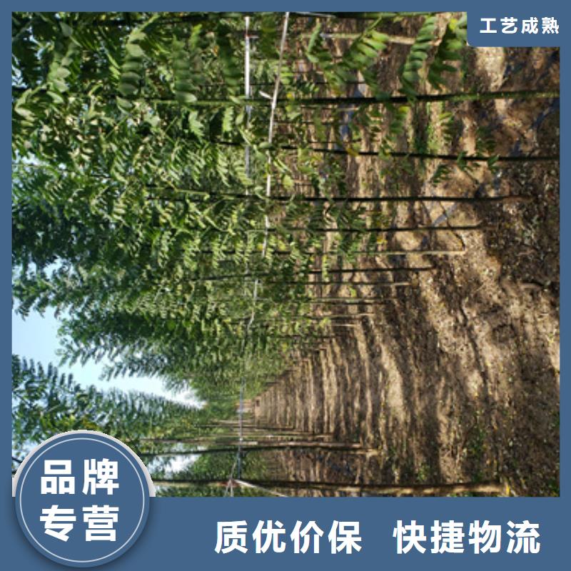 法桐美国红枫现货采购