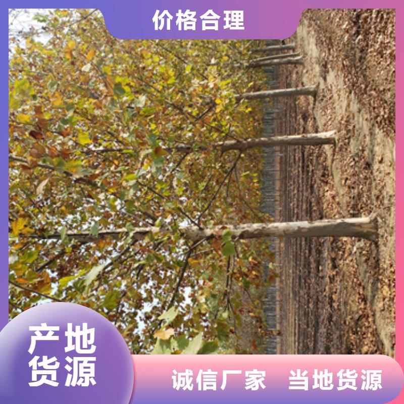 法桐五角枫送货上门