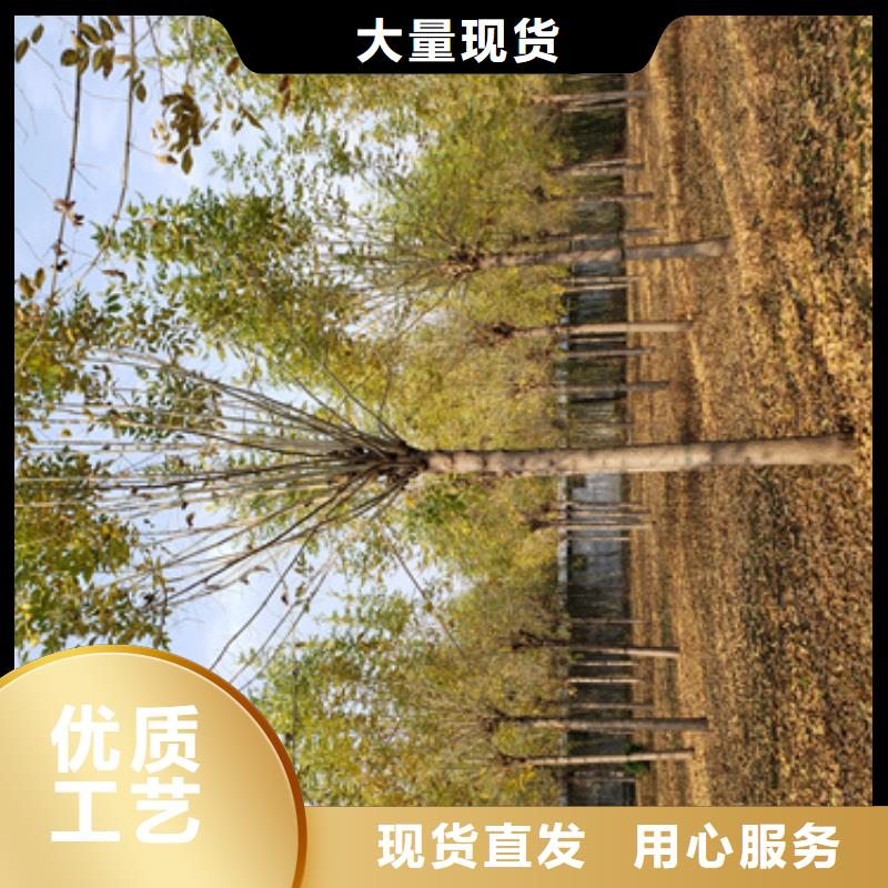 法桐五角枫高性价比