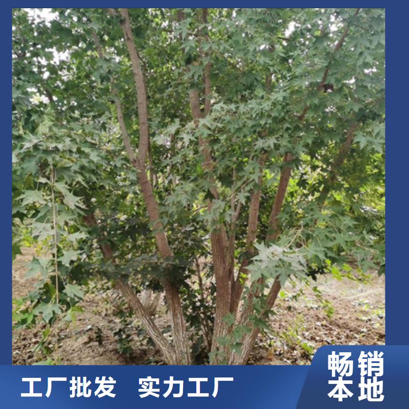 法桐,金叶白蜡优质原料