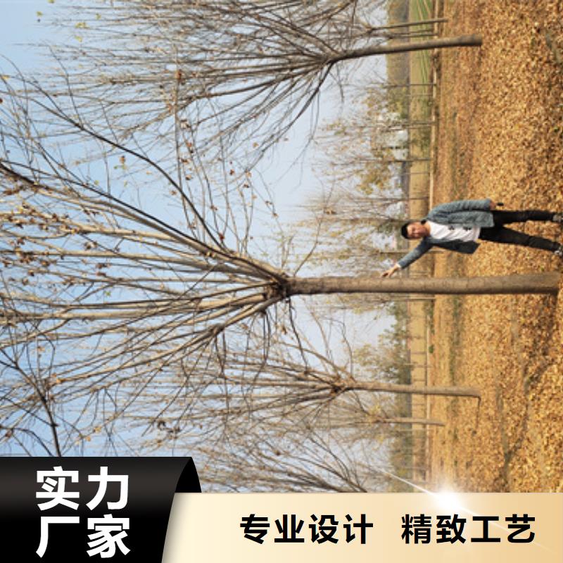 法桐【五角枫】优良材质