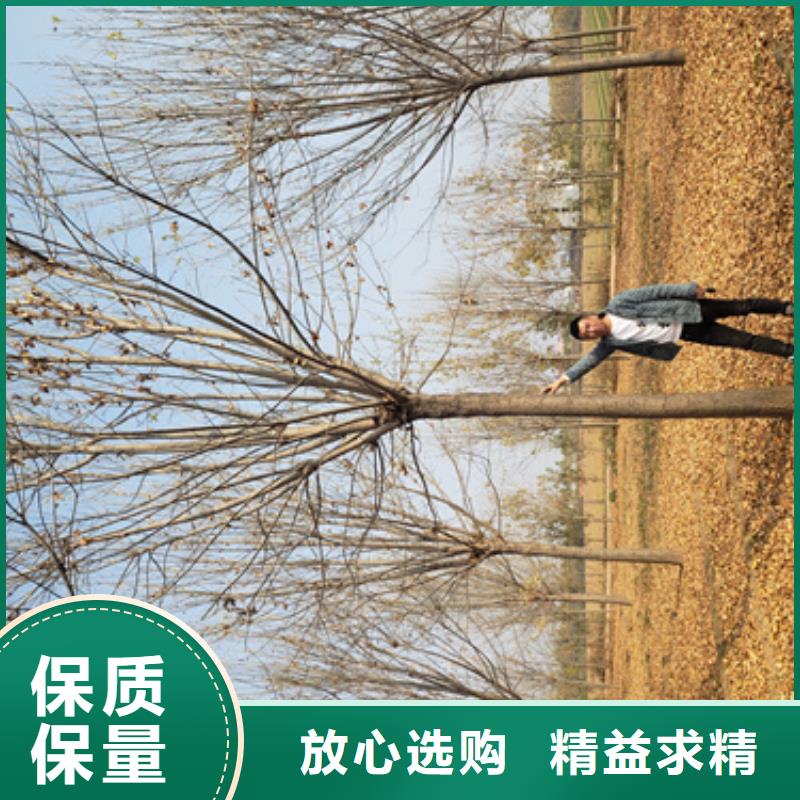 法桐,金叶槐厂家自营