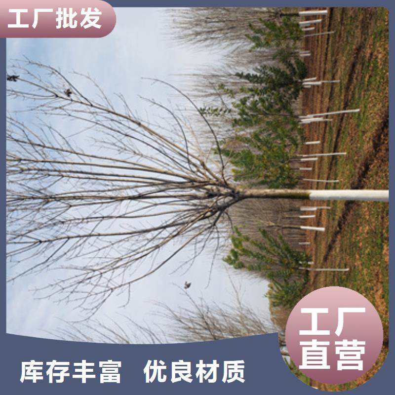 【法桐黄金槐老品牌厂家】