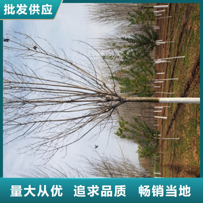 法桐【五角枫】优良材质