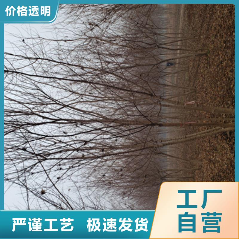 【法桐_白蜡价格实在】