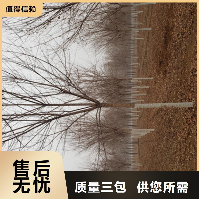 【法桐国槐0中间商差价】