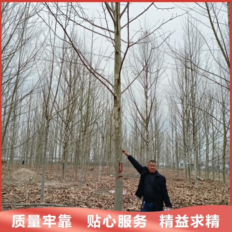 法桐国槐市场行情