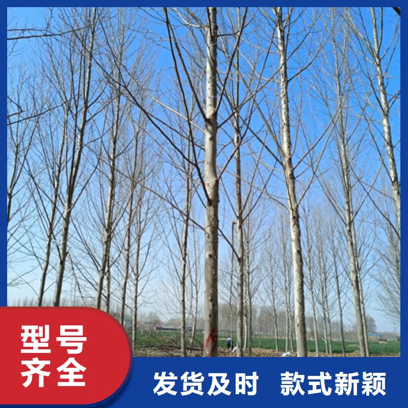法桐美国红枫今日价格