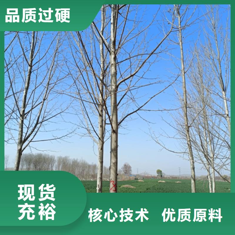 法桐-美国红枫实拍展现
