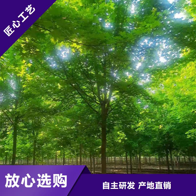 【法桐】黄金槐实力商家