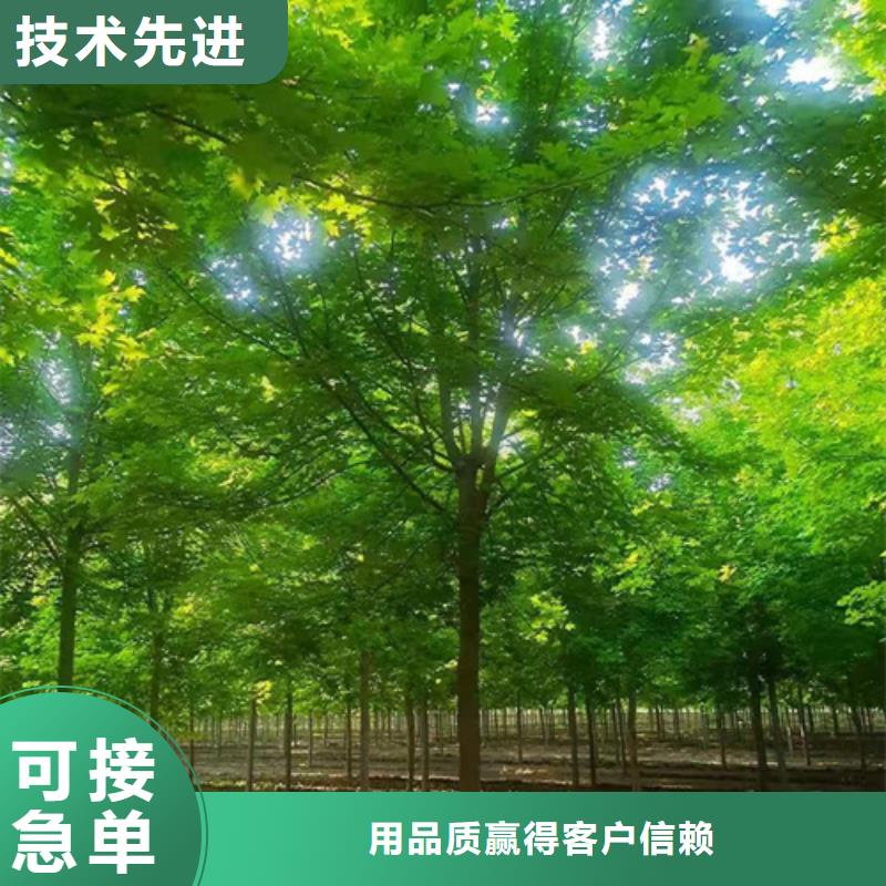 法桐_美国红枫买的放心