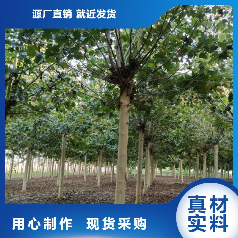 法桐五角枫厂家