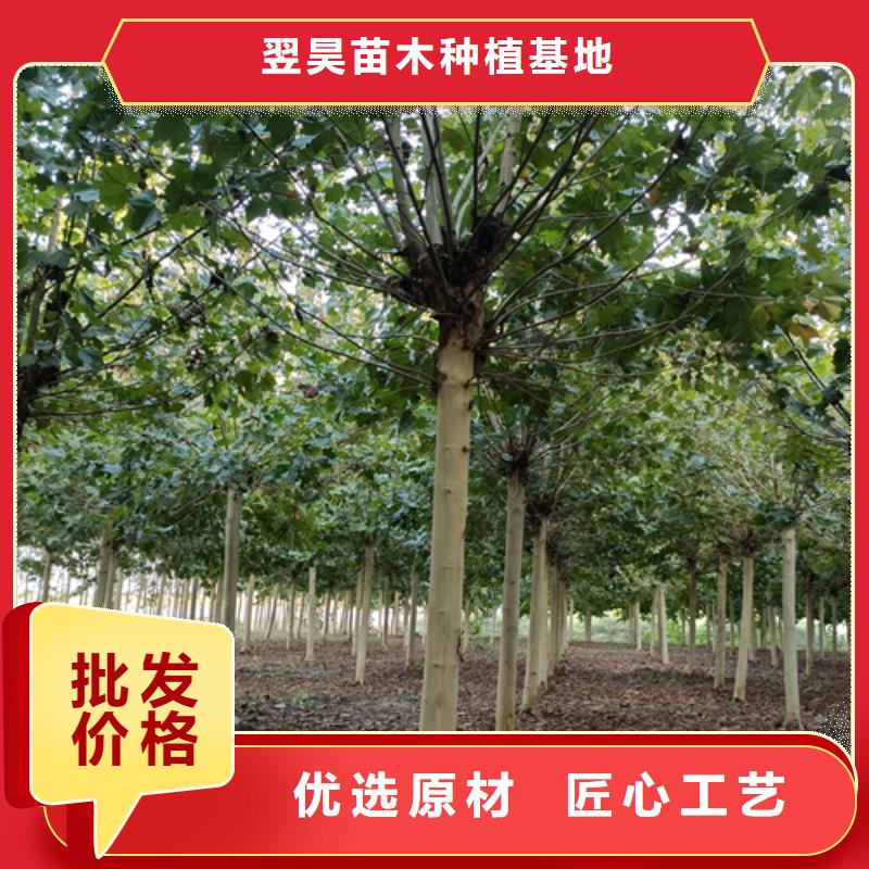 法桐国槐厂家新品