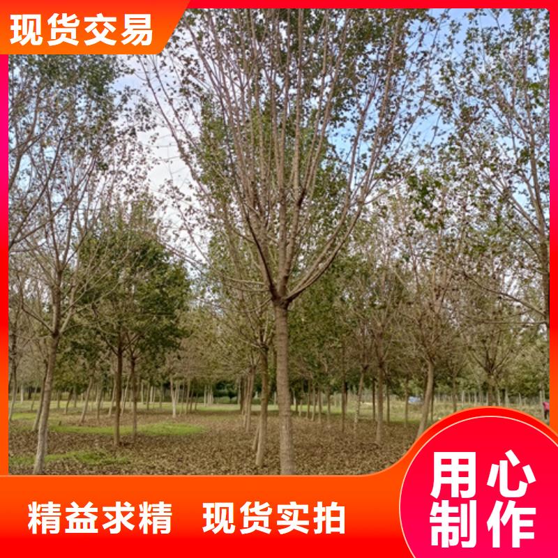 法桐联系厂家