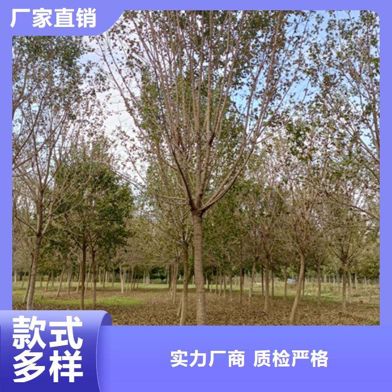 法桐,五角枫用心服务