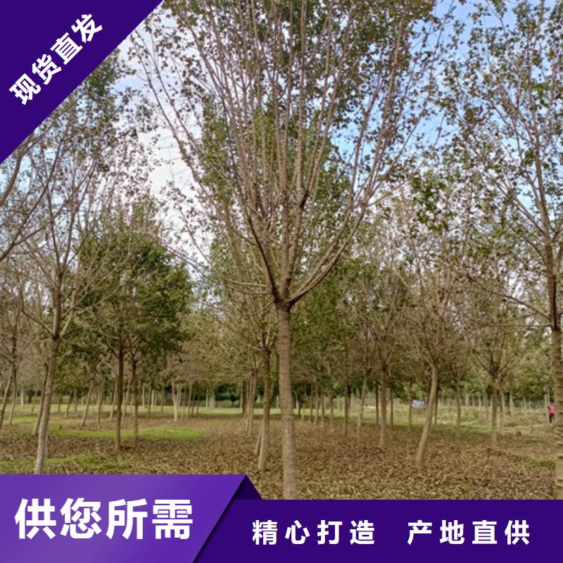 法桐_白蜡厂家直营