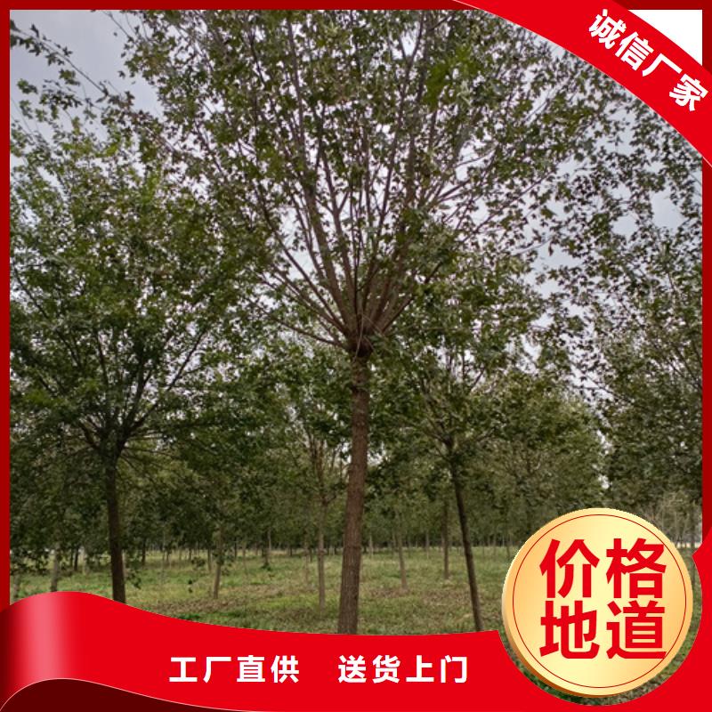 【法桐白蜡型号齐全】