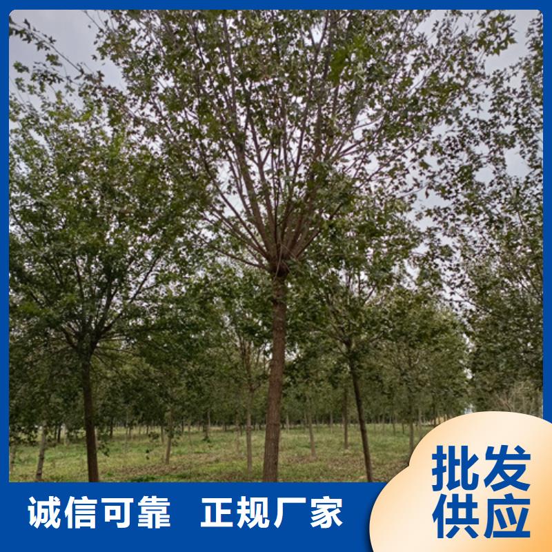 法桐_国槐工厂认证