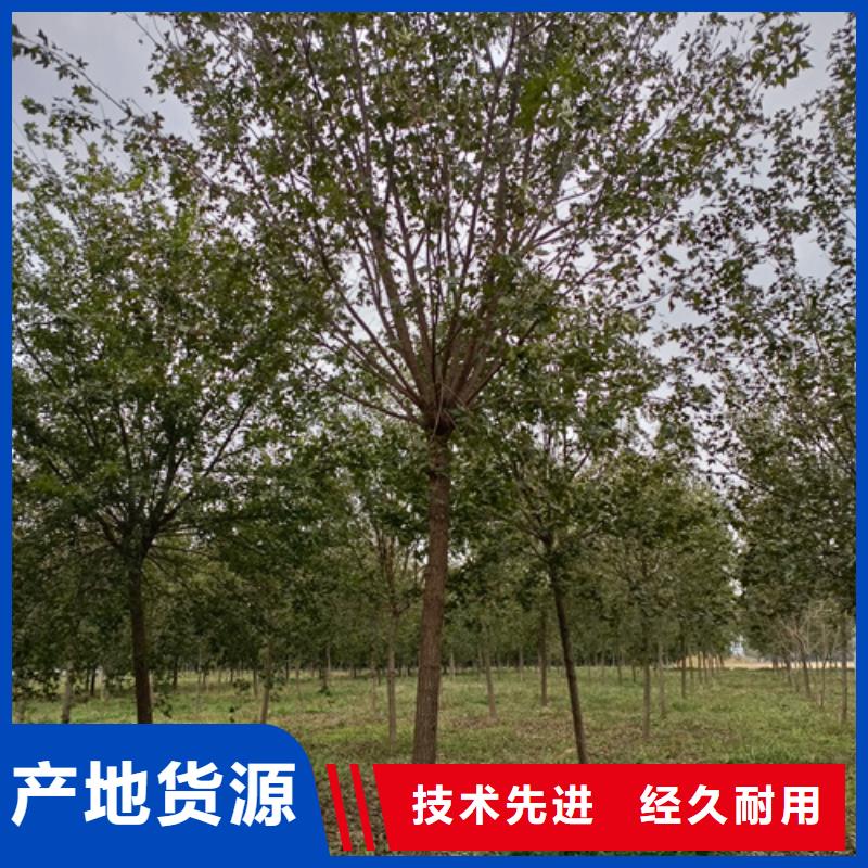 法桐金叶白蜡产品实拍