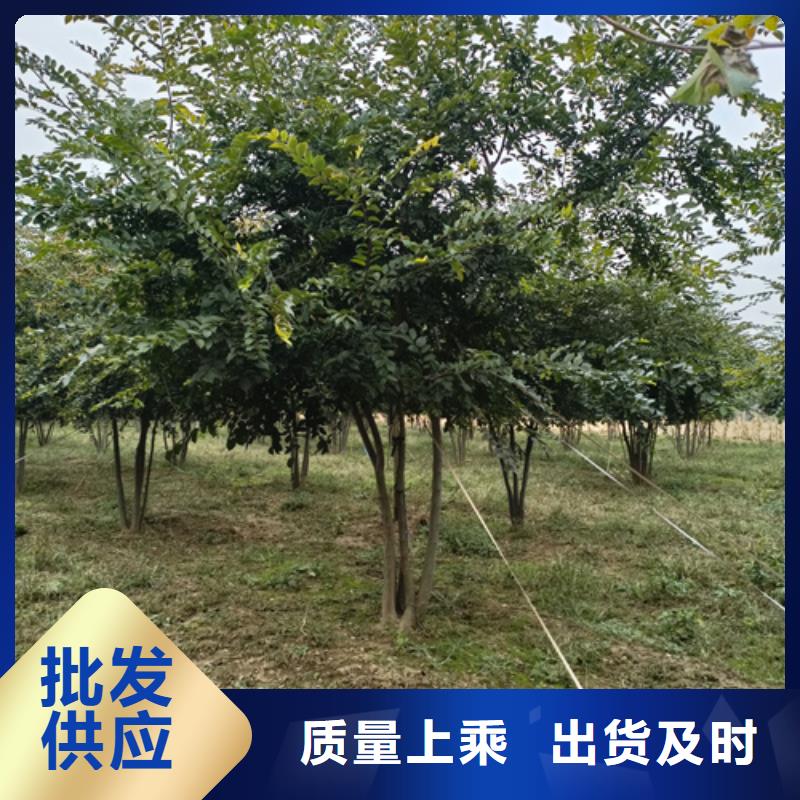 法桐北京栾品质好才是硬道理