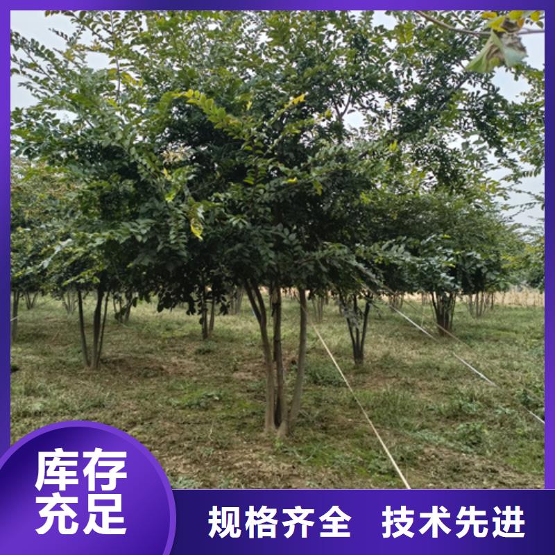 法桐_五角枫细节决定品质