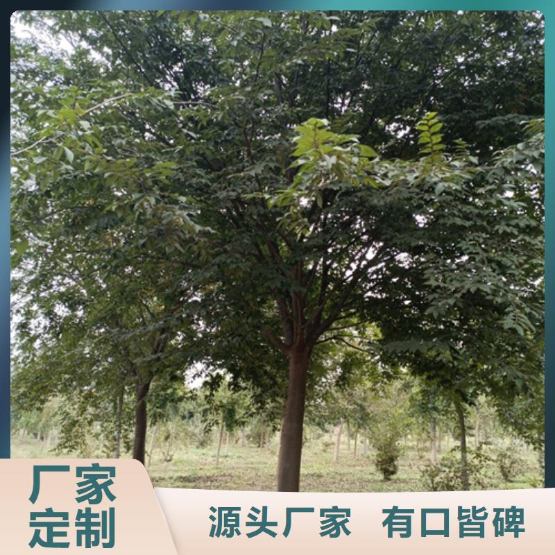 法桐白蜡优良材质