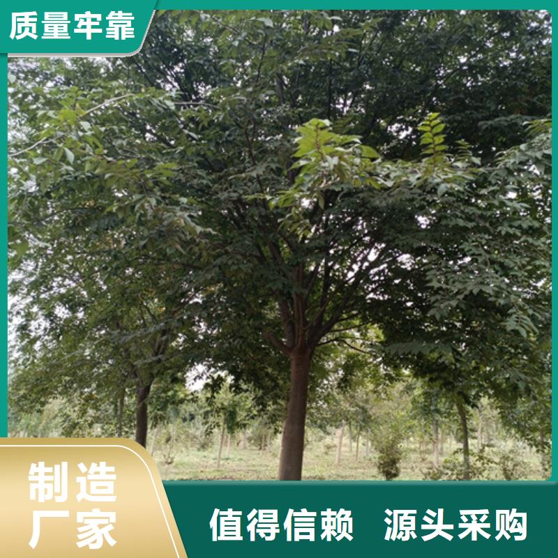 法桐,北京栾可接急单