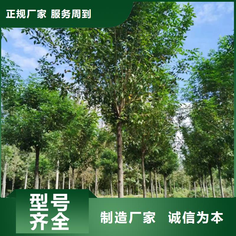 法桐五角枫精心打造