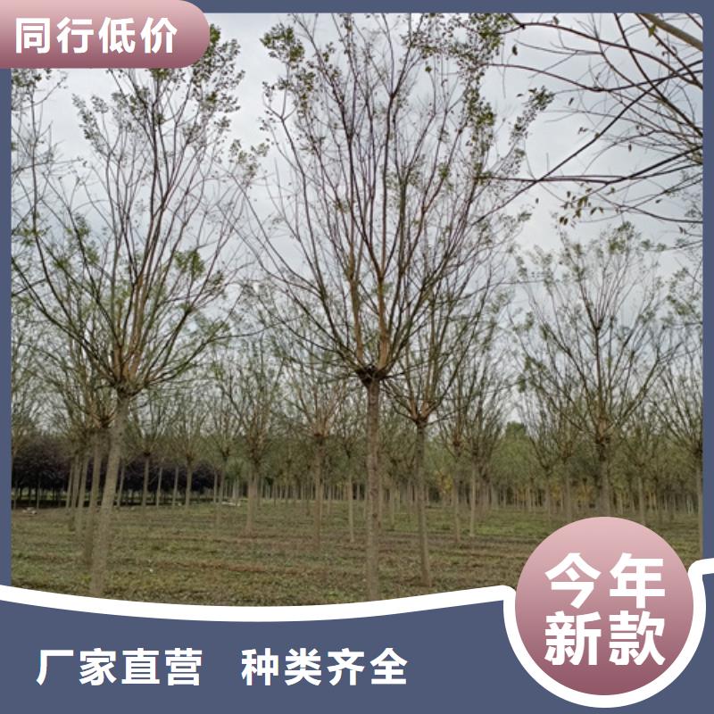 法桐,五角枫满足客户需求