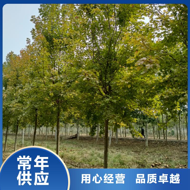 法桐,金叶复叶槭制造厂家