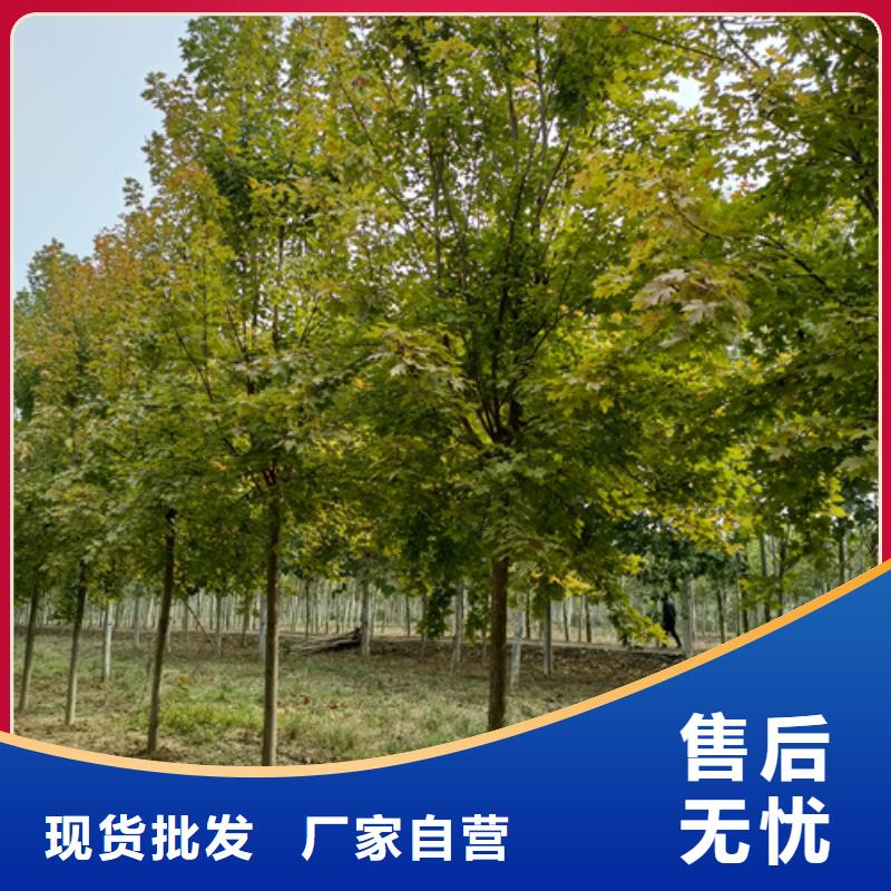 法桐国槐货真价实