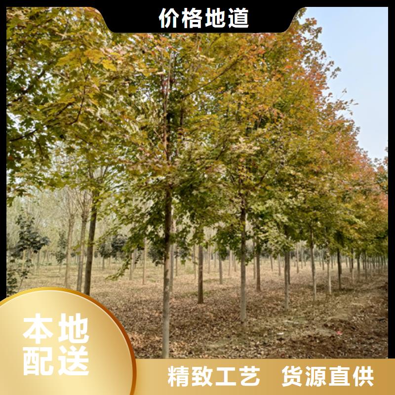 法桐,美国红枫出货及时