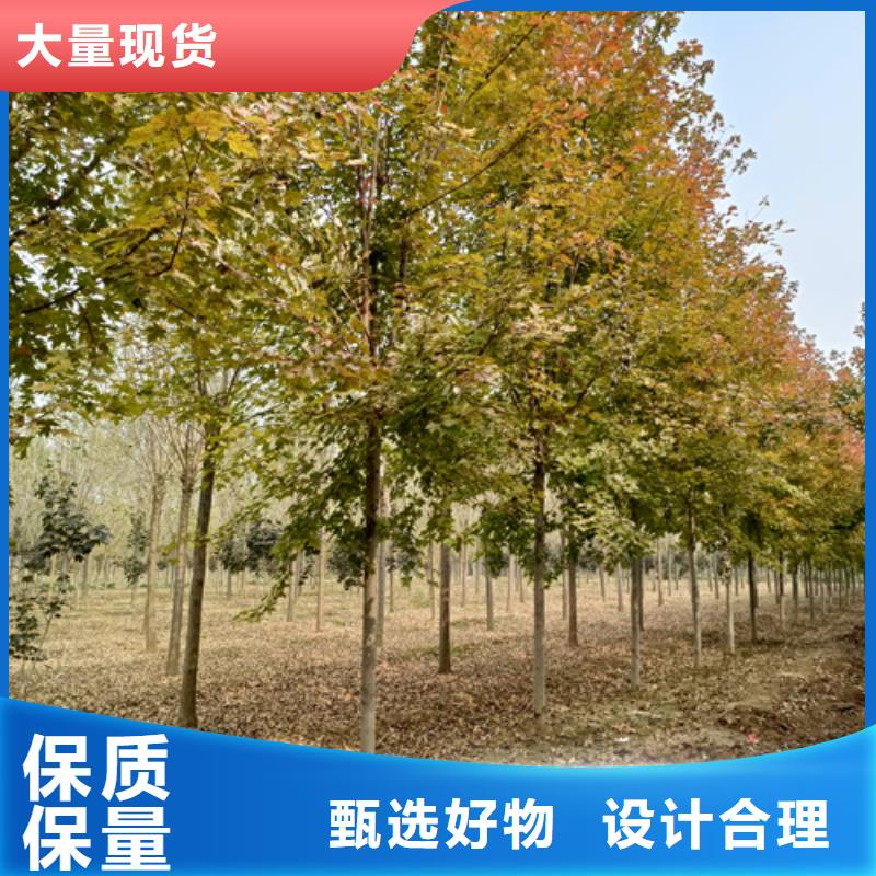 【法桐_白蜡价格实在】