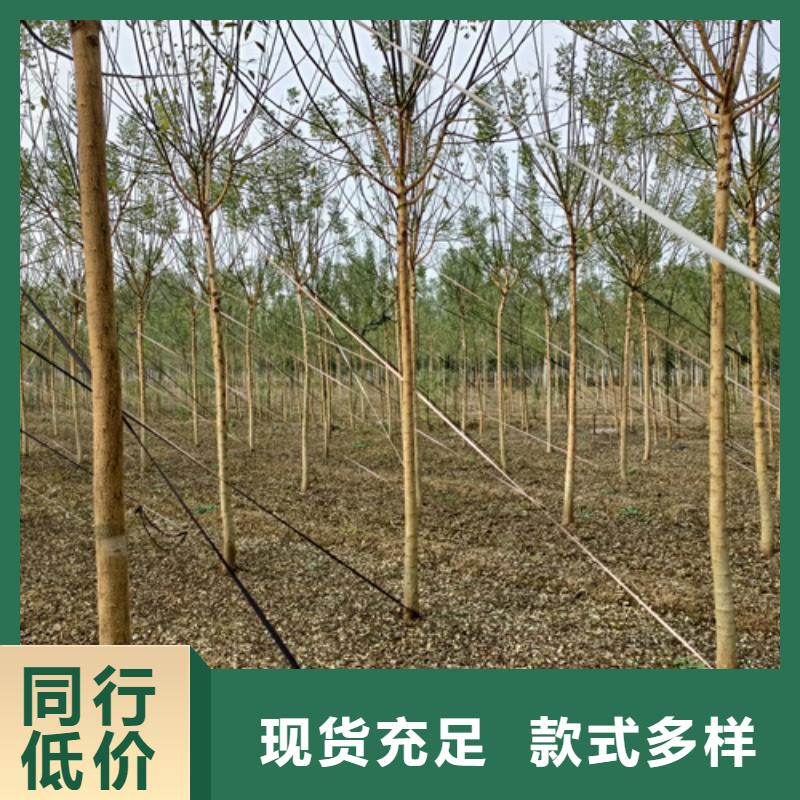 法桐-金叶槐高标准高品质